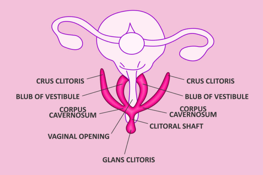 Anatomia do clitóris 