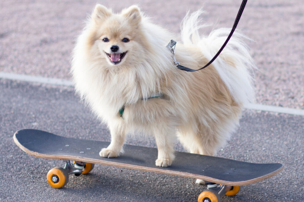 Cachorro lulu da pomerânia em cima de skate