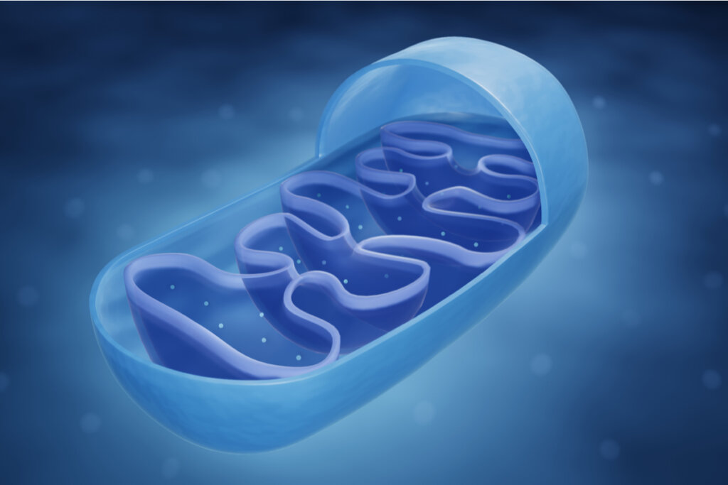 Ilustração de uma célula