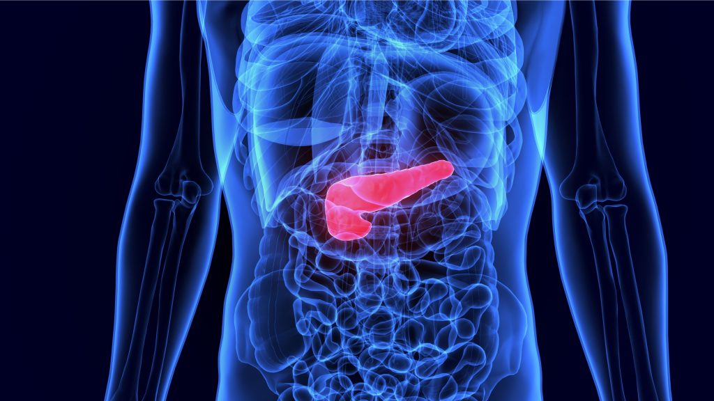 Sistema digestivo humano em azul e pâncreas em vermelho