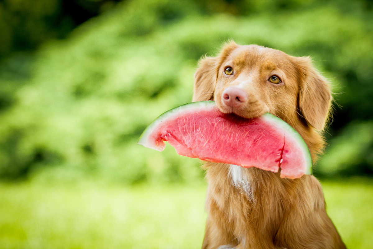 Conheça os benefícios da alimentação natural para os cães