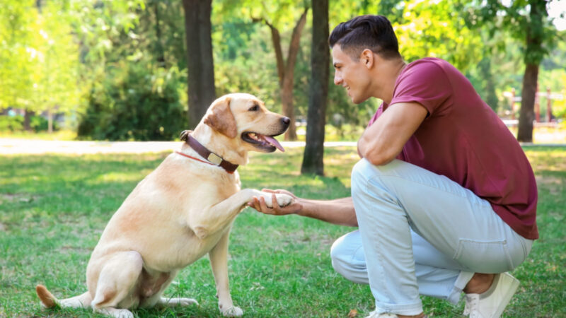 Conheça os benefícios do adestramento de pets
