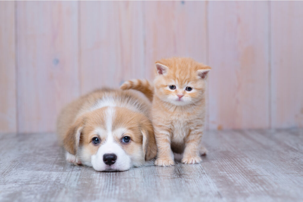 Cachorro e gato filhotes sentados no chão um ao lado do outro