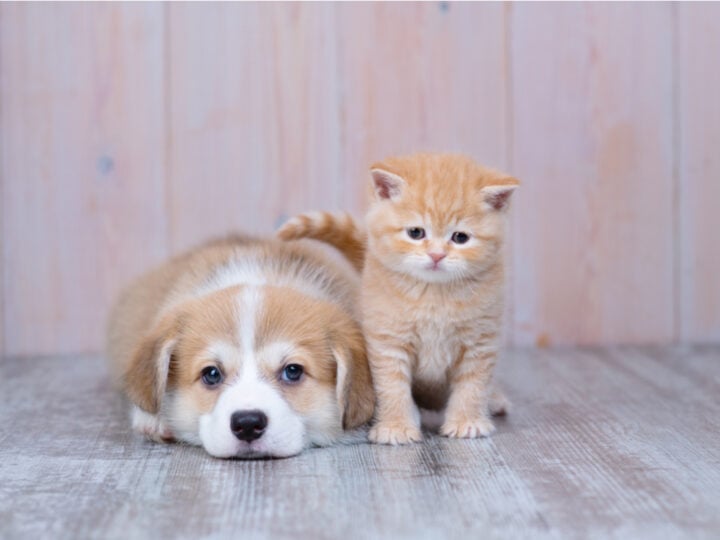 Como cuidar de filhotes de cachorro e gato