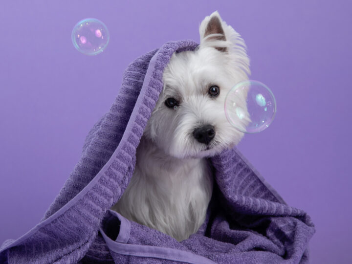 Veja como dar banho corretamente em seu cachorro ou gato