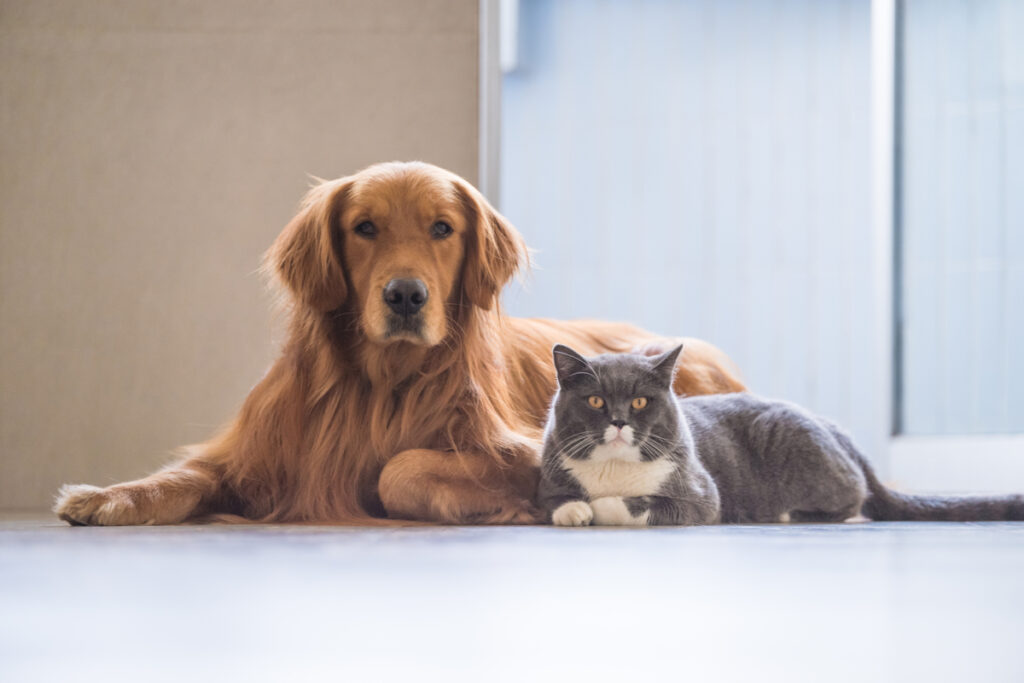Cachorro da raça golden retriever e gato cinza com branco deitados um ao lado do outro