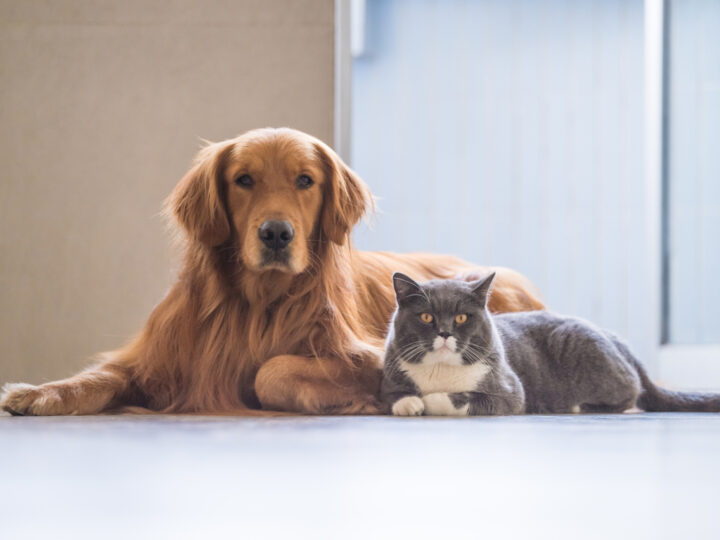 Queda de pelos em cães e gatos: veja as causas e como tratar