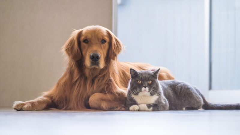 Queda de pelos em cães e gatos: veja as causas e como tratar