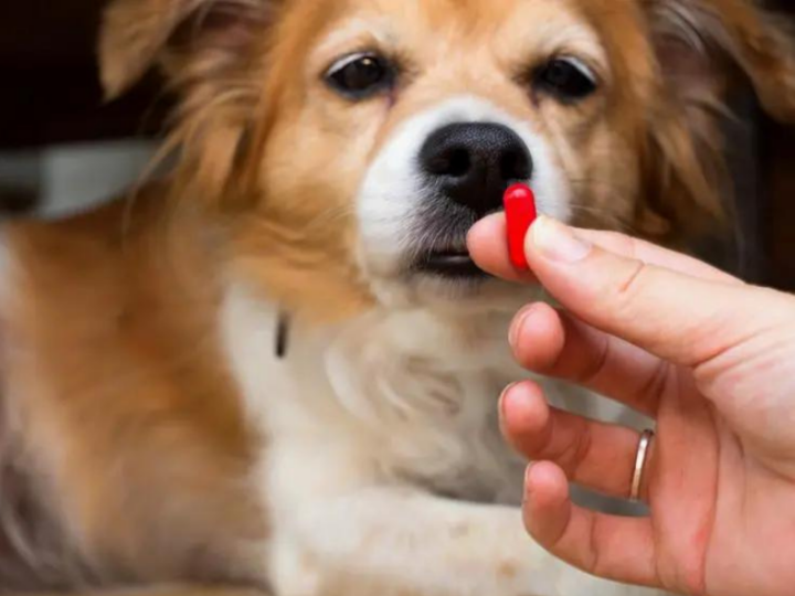Veja os perigos de medicar animais sem a orientação de um veterinário