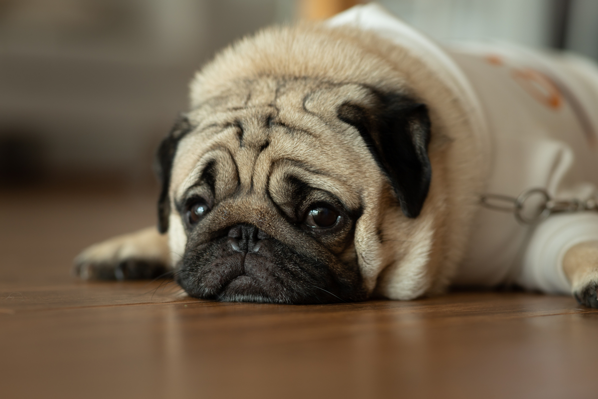 Gravidez psicológica em cachorras: conheça as causas e os sintomas
