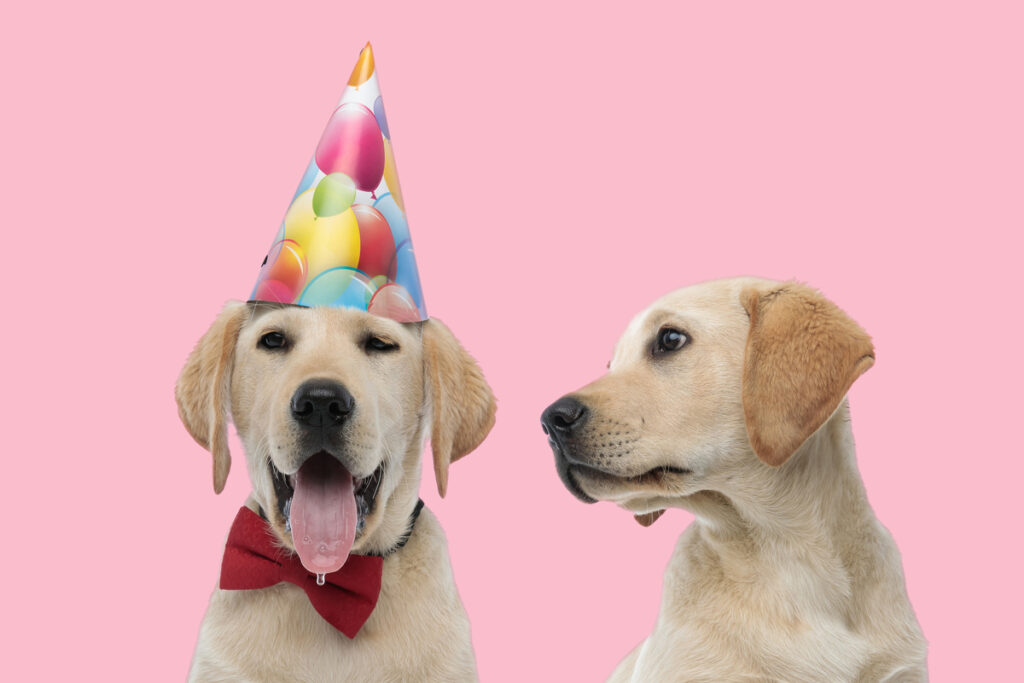 Dois cães e um com chapéu de festa de aniversário no fundo rosa claro