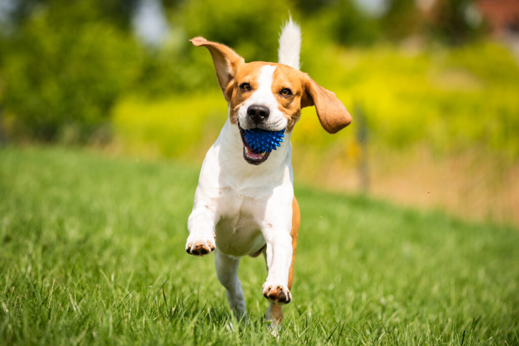 Cachorro correndo feliz em um parque segurando uma bola na boca