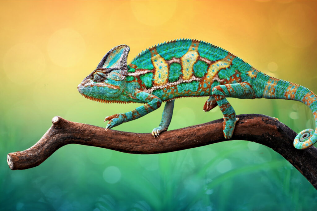 Ilustração de um camaleão verde