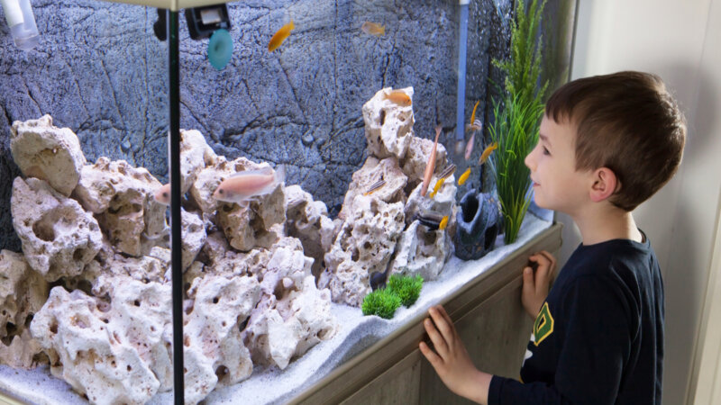 8 dicas para montar o seu primeiro aquário