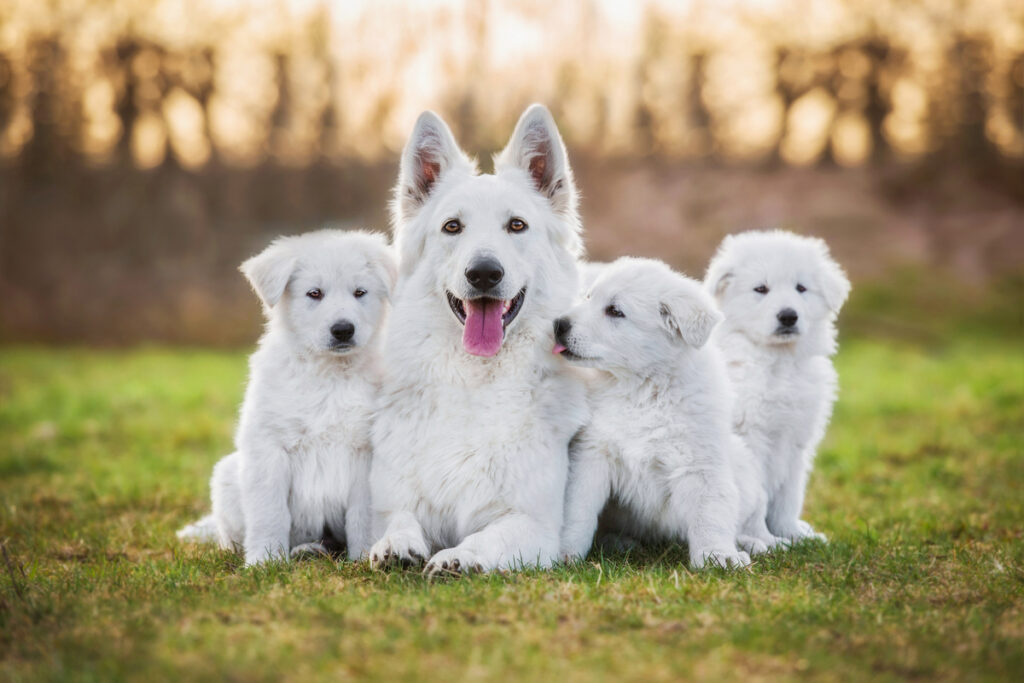 Cachorra branca com filhotes