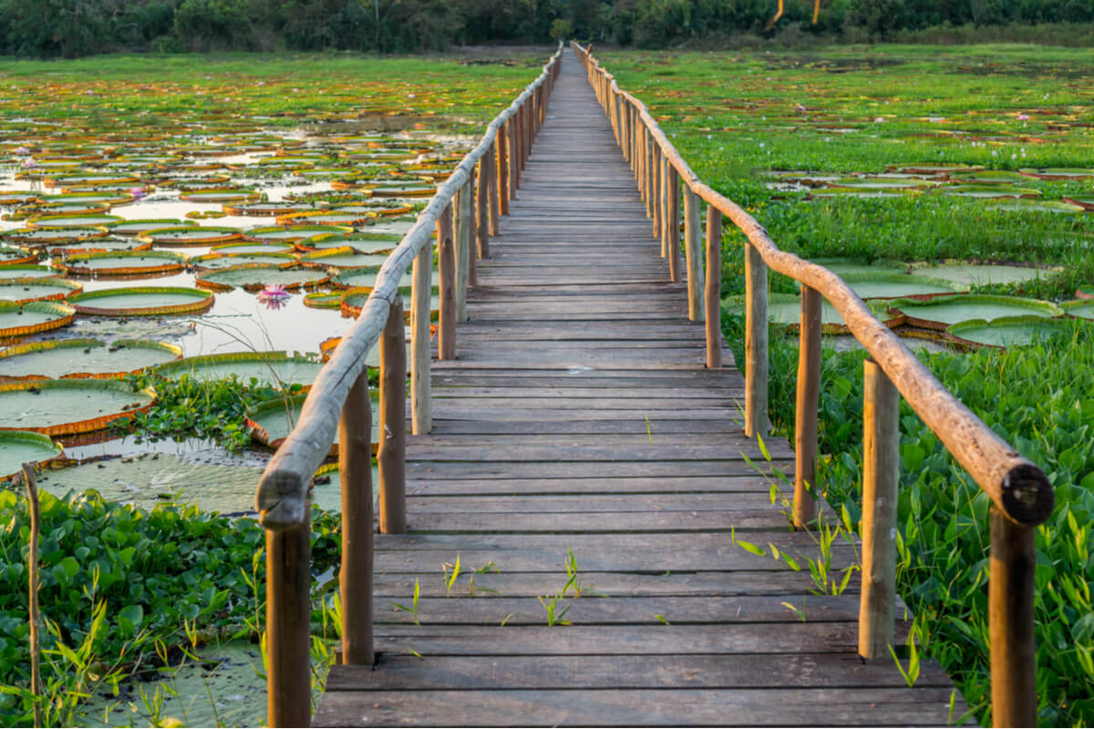 Pantanal: Conheça O Principal Destino De Turismo Ecológico Do País ...