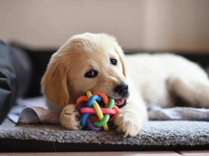 5 dicas para oferecer brinquedos para um novo animal de estimação