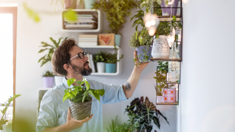 7 plantas para decorar a casa e atrair boas energias