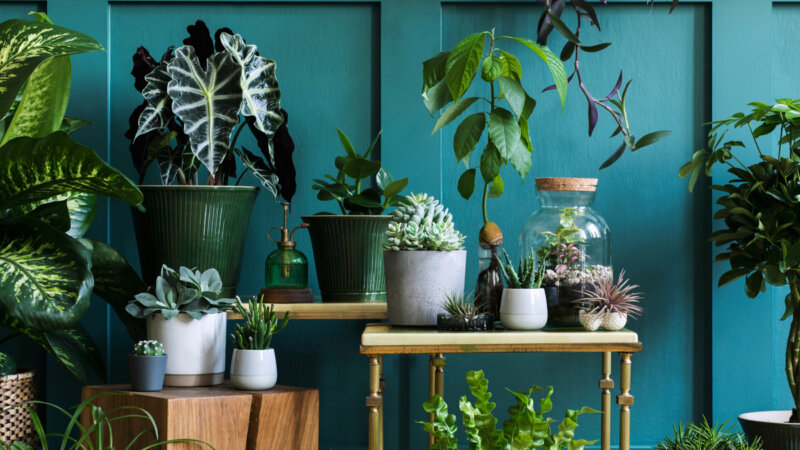 15 plantas para melhorar a energia da casa