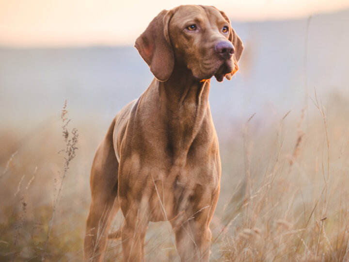 5 doenças comuns em cães idosos: confira os sintomas e como tratar