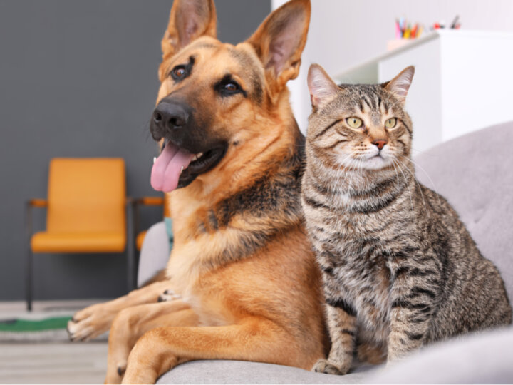 Confira a importância da doação de sangue de cães e gatos