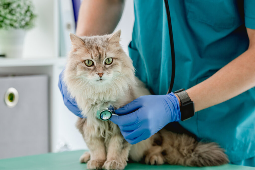 Veterinário usando estetoscópio em gato durante consulta na clínica veterinária