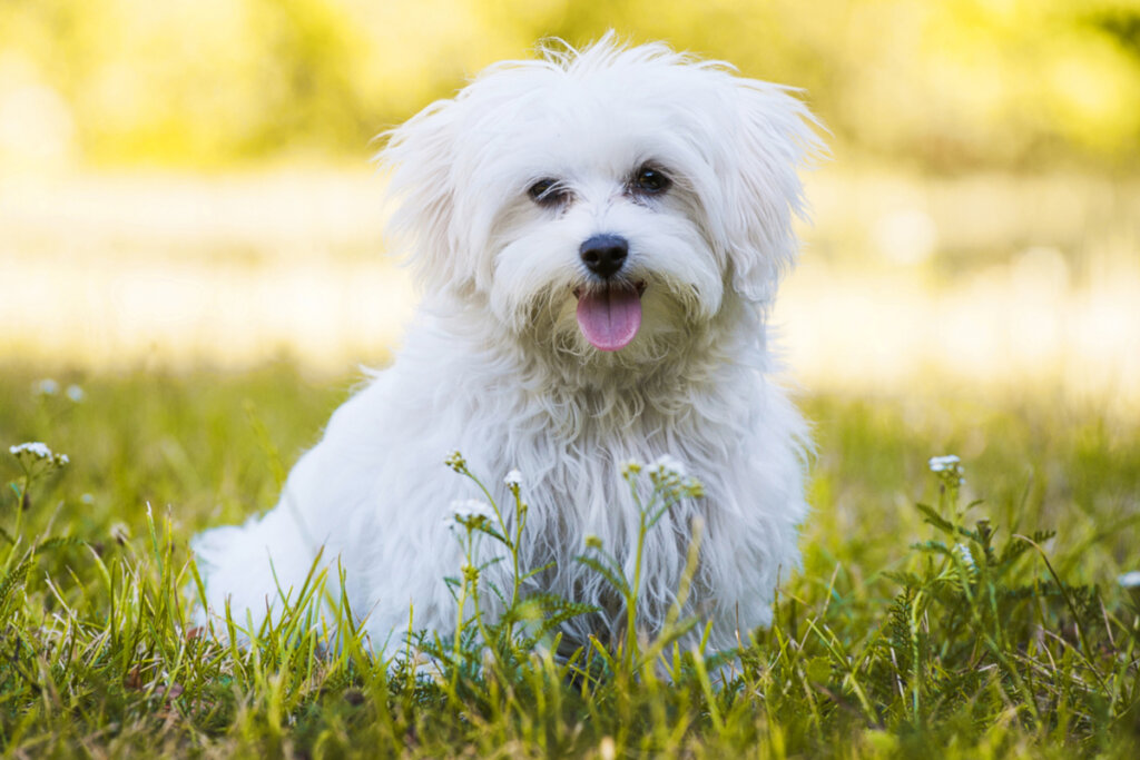 Cachorro maltês no parque com a língua para fora. 