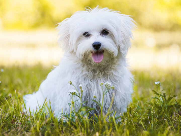 5 raças de cachorros pequenos: conheça as características de cada uma delas