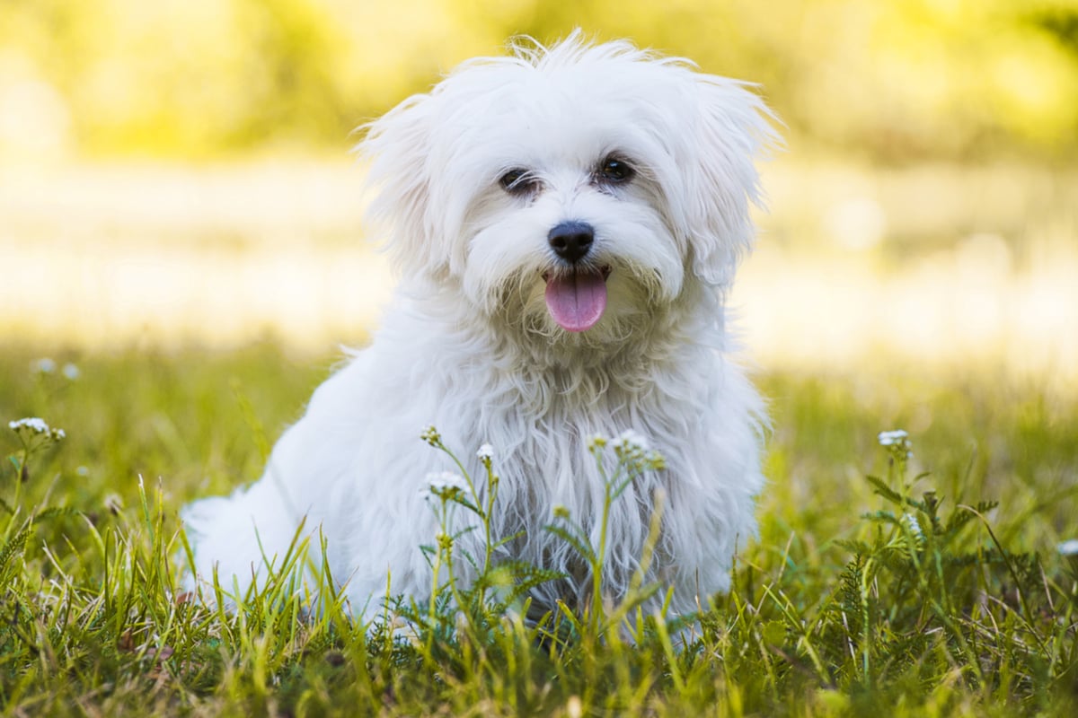 5 raças de cachorros pequenos: conheça as características de cada uma delas