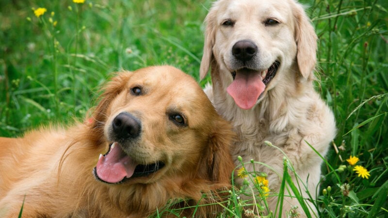 Adoção de cachorro: veja como escolher entre macho e fêmea