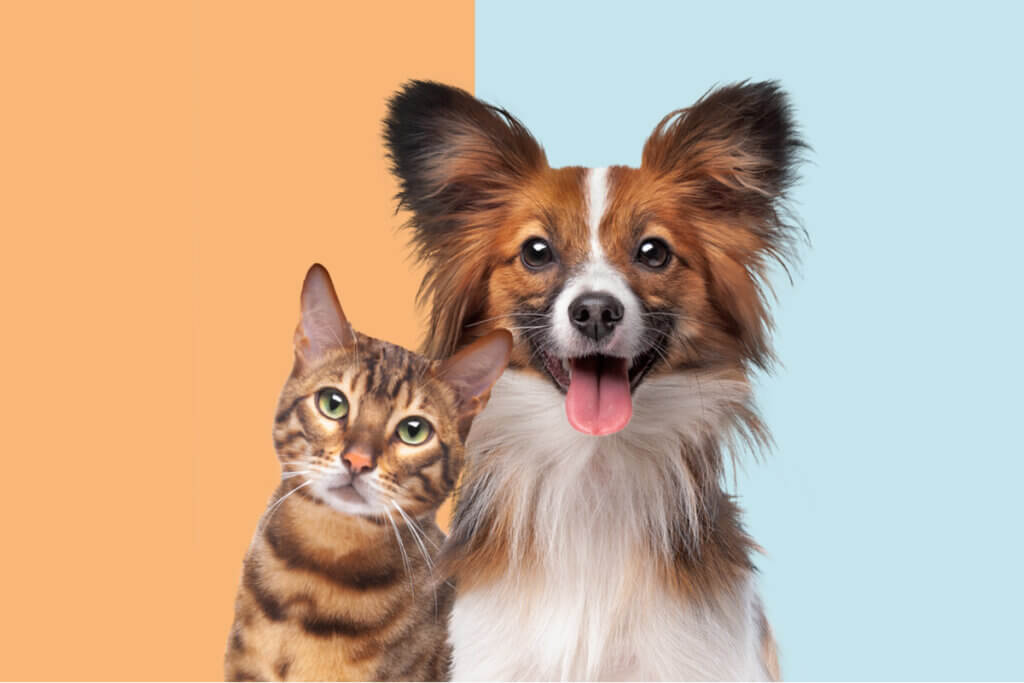 Foto de rosto de gato e cachorro um ao lado do outro