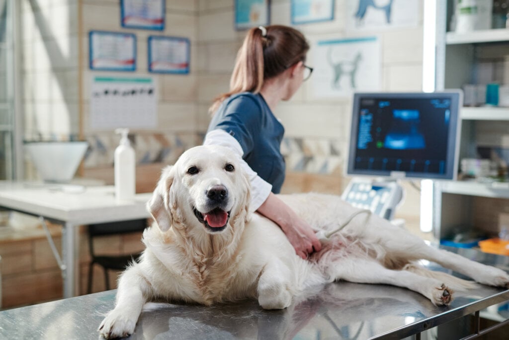 Médica veterinária fazendo ultrassom em uma cadela 
