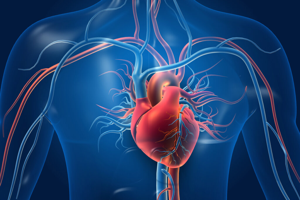 Ilustração anatómica do coração humano