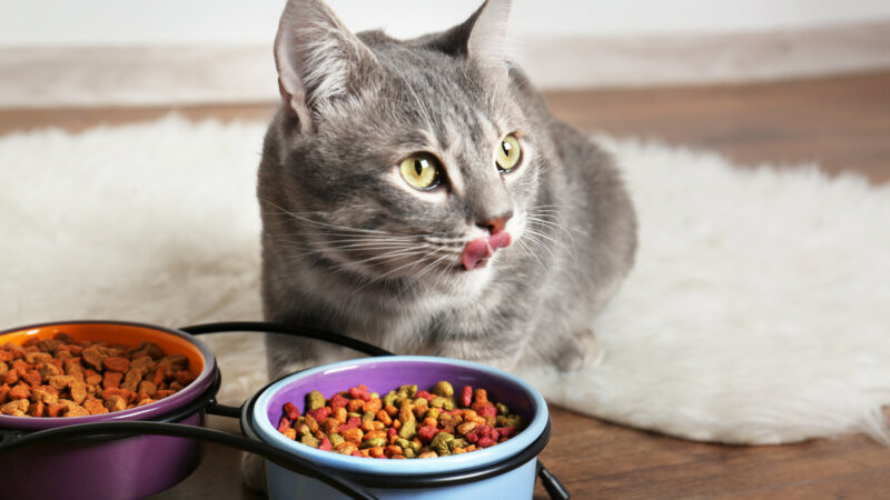 Descubra como melhorar a alimentação do seu gato