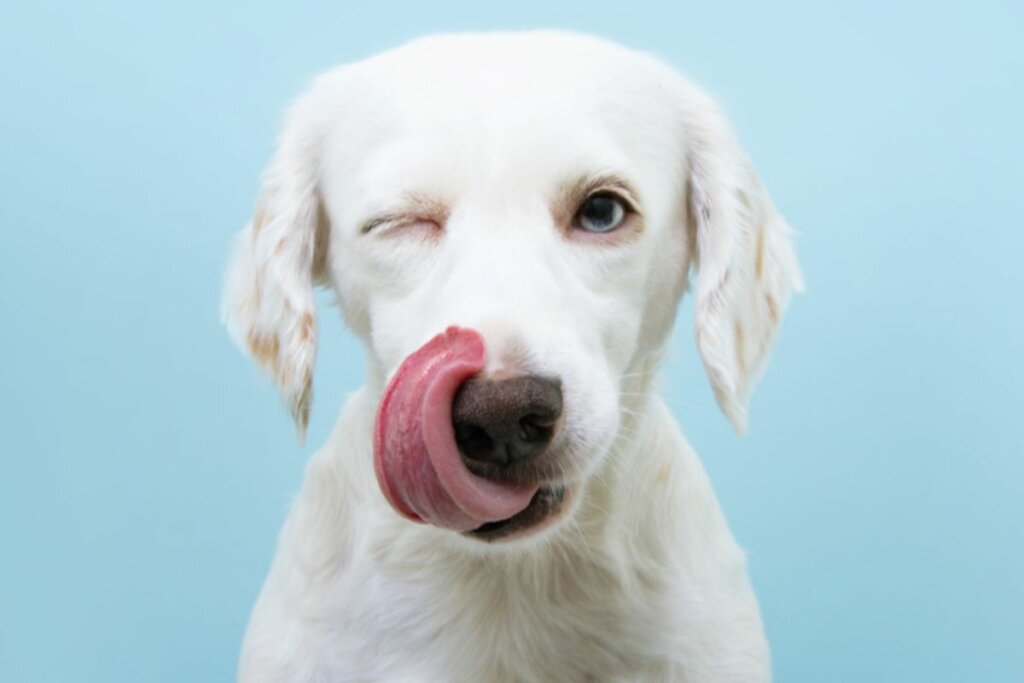 Cachorro piscando com a língua para fora da boca