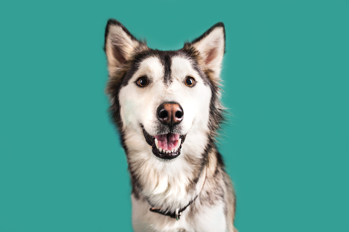 Verminoses em cães: conheça as causas, sintomas e tratamentos