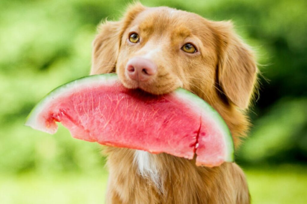 Cachorro com uma fatia de melancia na boca