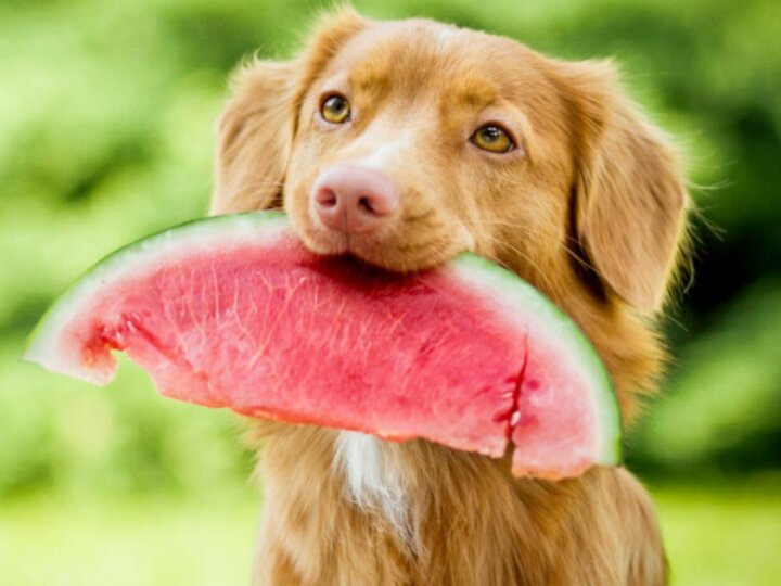 Conheça os benefícios da alimentação natural para os cachorros