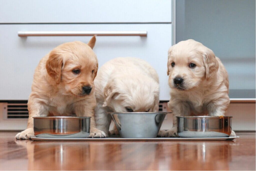 Três filhotes de cachorro comendo em pote de metal 