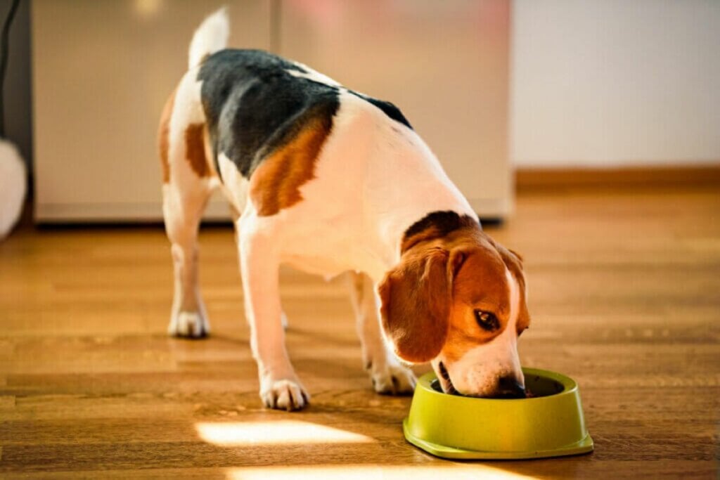 Cachorro beagle comendo em pote verde