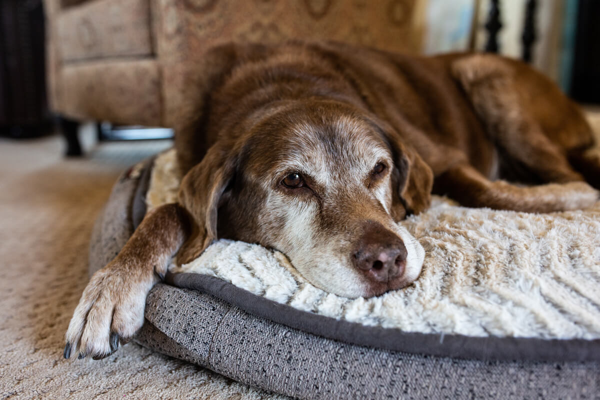 Cães idosos: veja como cuidar melhor do seu pet nessa fase