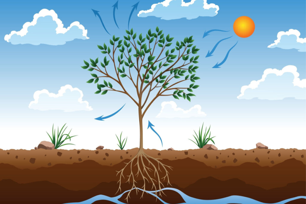 Ilustração mostrando o processo de fotossíntese de uma árvore