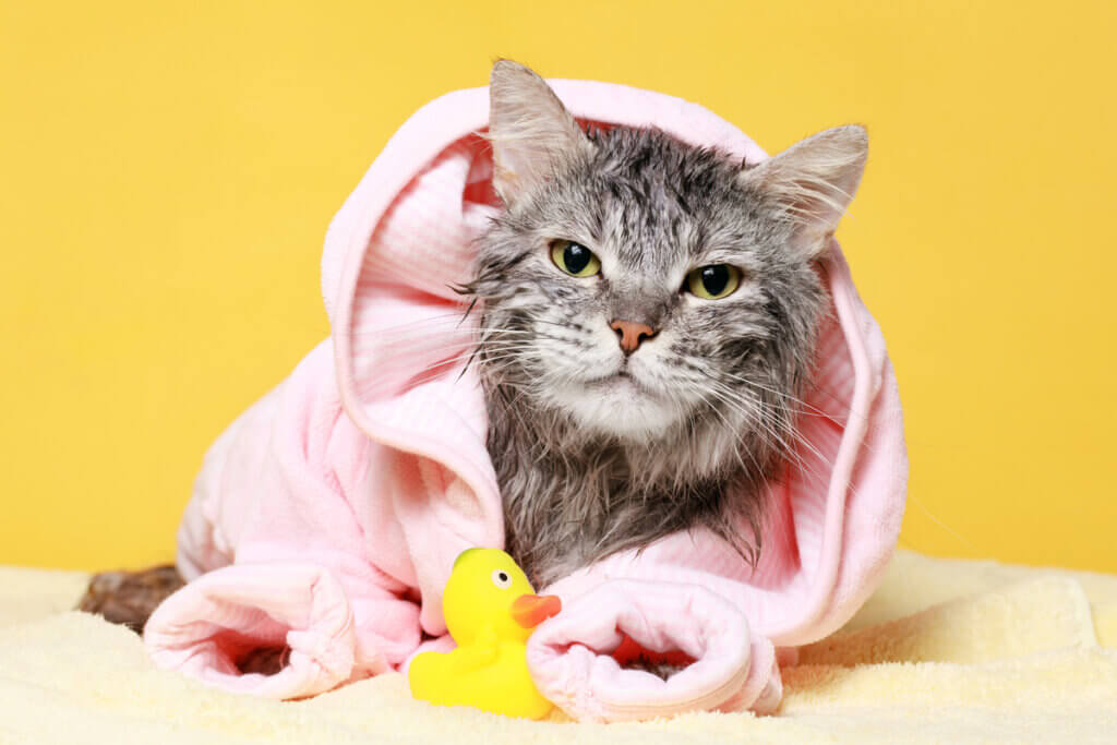 Gato branco e cinza enrolado em toalha de banho rosa e patinho de borracha amarelo