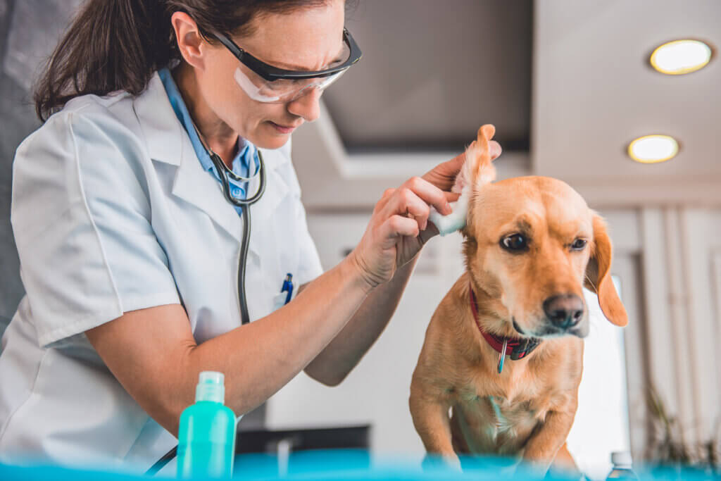Médica veterinária cuidando das orelhas do cachorro caramelo com algodão