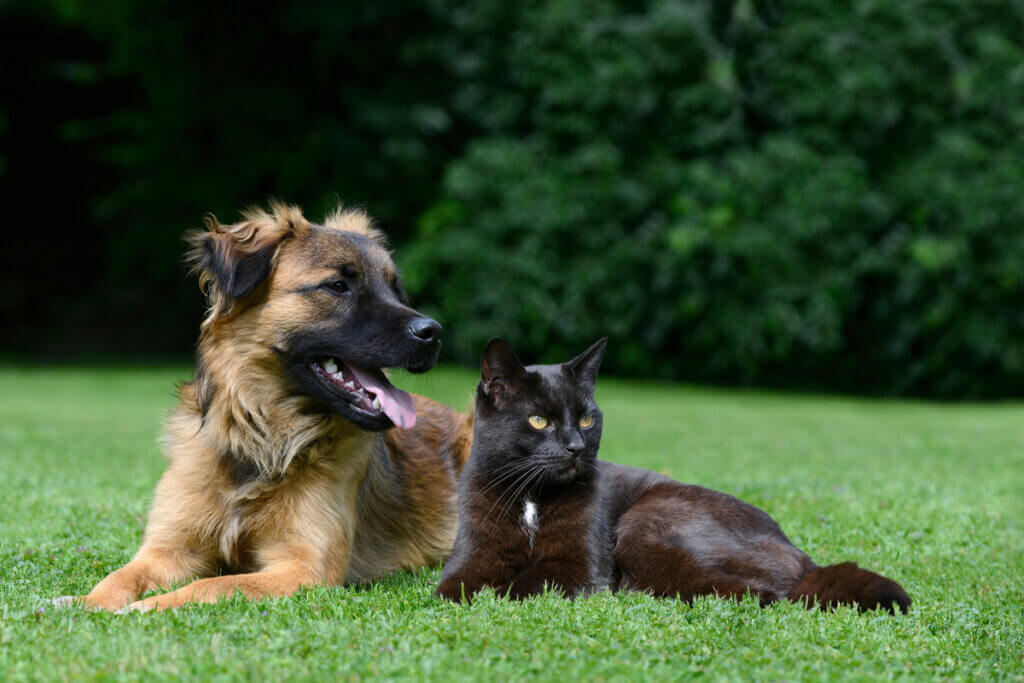 Cachorro marrom deitado ao lado de um gato preto na grama