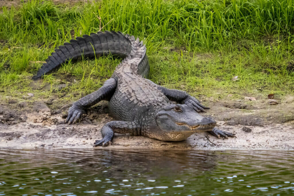 Crocodilo na beira d'água com mato no fundo