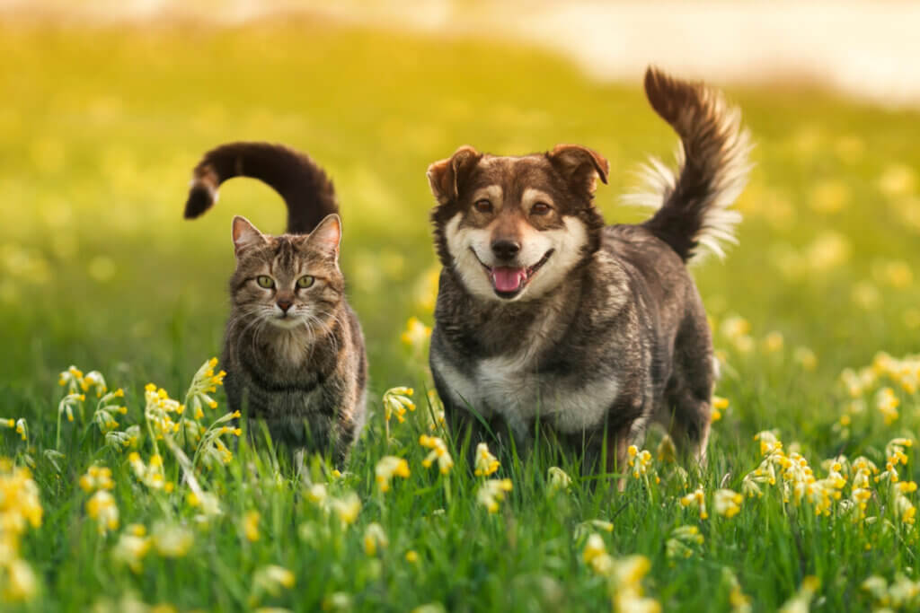 Gato e cachorro em um parque com flores
