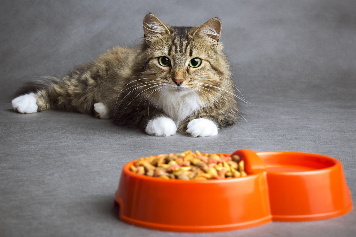 3 dicas para melhorar a alimentação do seu gato