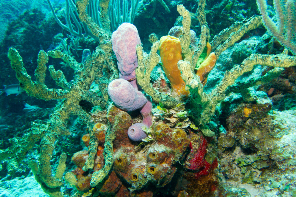 Corais coloridos no fundo do mar