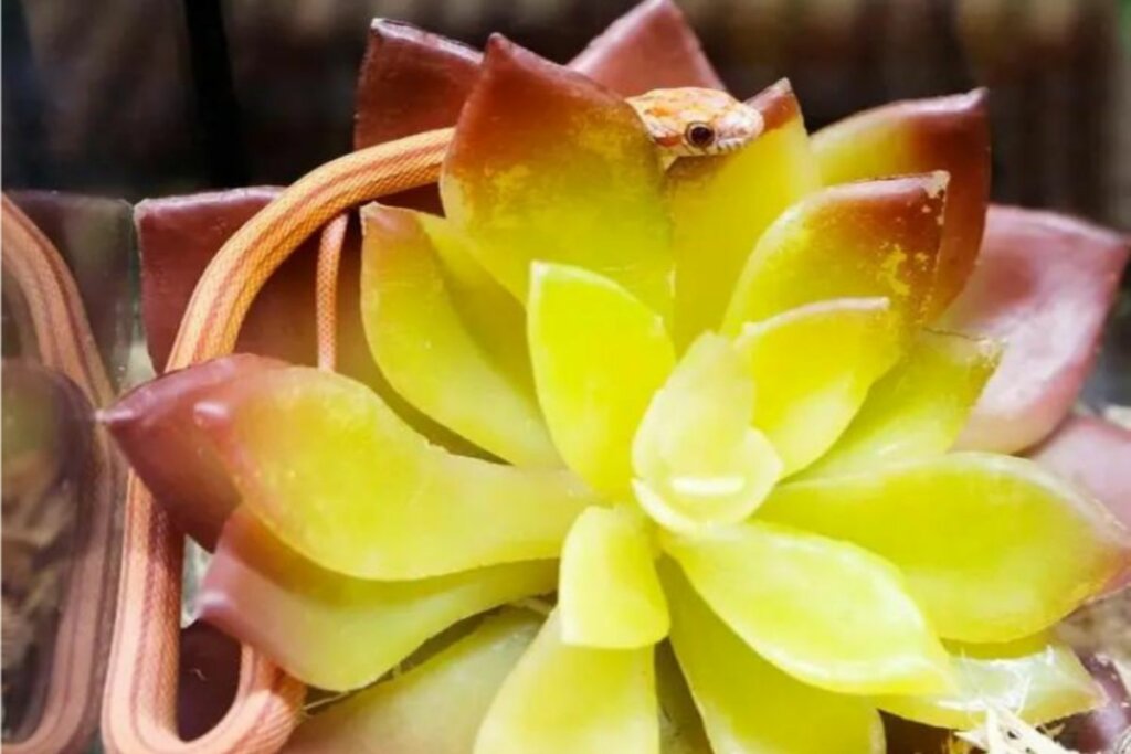 Cobra-do-milho em cima de uma flor